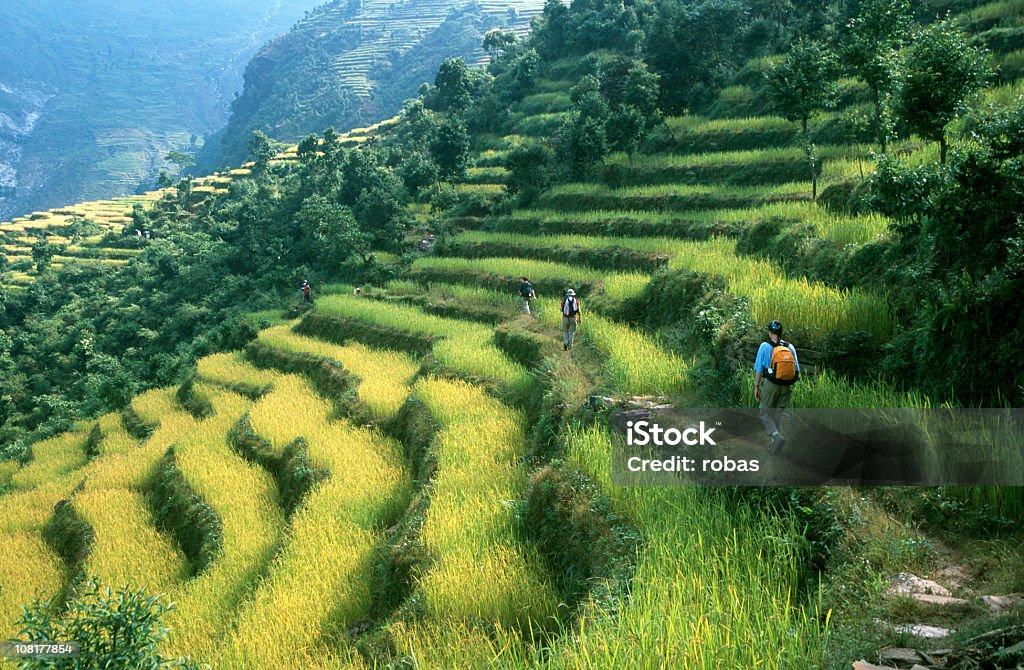 Cammina tra i campi di riso - Foto stock royalty-free di Nepal