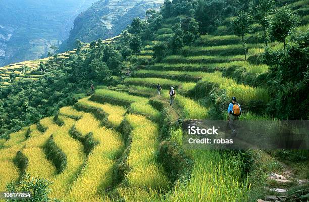 Cammina Tra I Campi Di Riso - Fotografie stock e altre immagini di Nepal - Nepal, Escursionismo, Risaia