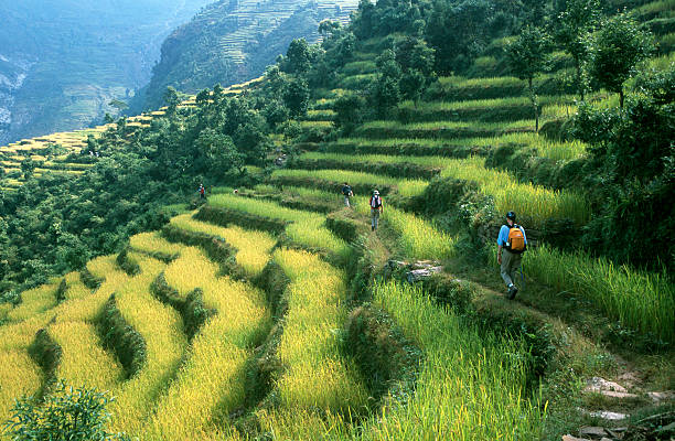 caminhar entre campos de arroz - nepal landscape hiking rice imagens e fotografias de stock