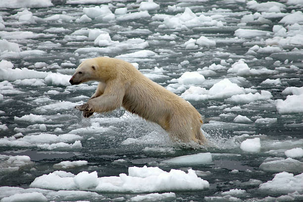 A beautiful and big polar bear stands on rocks.