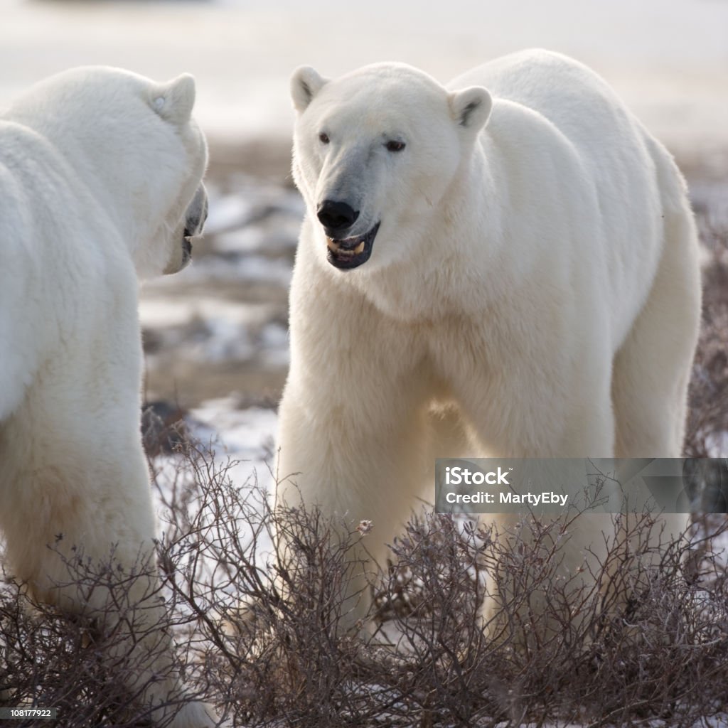 두 극지 베어스 - 로열티 프리 곰 스톡 사진