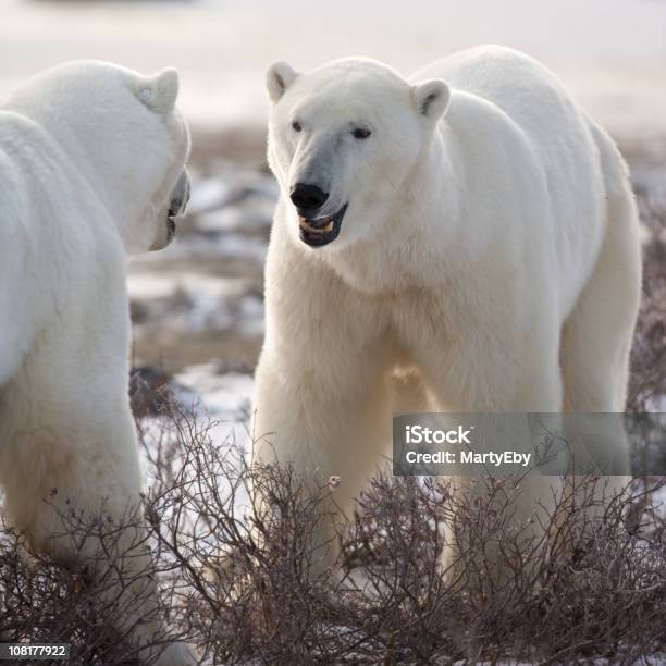 두 극지 베어스 곰에 대한 스톡 사진 및 기타 이미지 - 곰, 북극곰, 툰드라