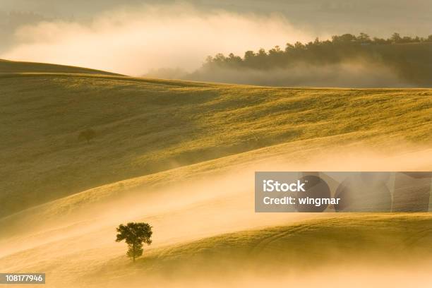 Toscana Albero - Fotografie stock e altre immagini di Albero solitario - Albero solitario, Ambientazione esterna, Ambientazione tranquilla