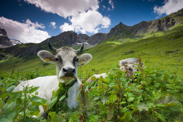 alpine di mucca - allgau foto e immagini stock