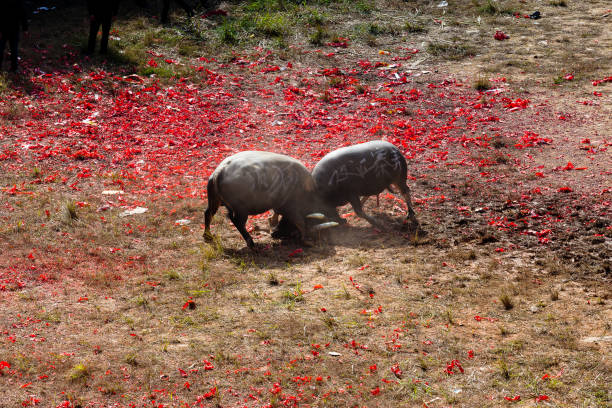 Buffalo fighting festival in Heko village, Guizhou Province China,  27th November 2018