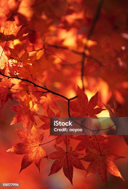 抽象的な秋の葉 - イロハモミジのストックフォトや画像を多数ご用意 - イロハモミジ, カラー画像, クローズアップ