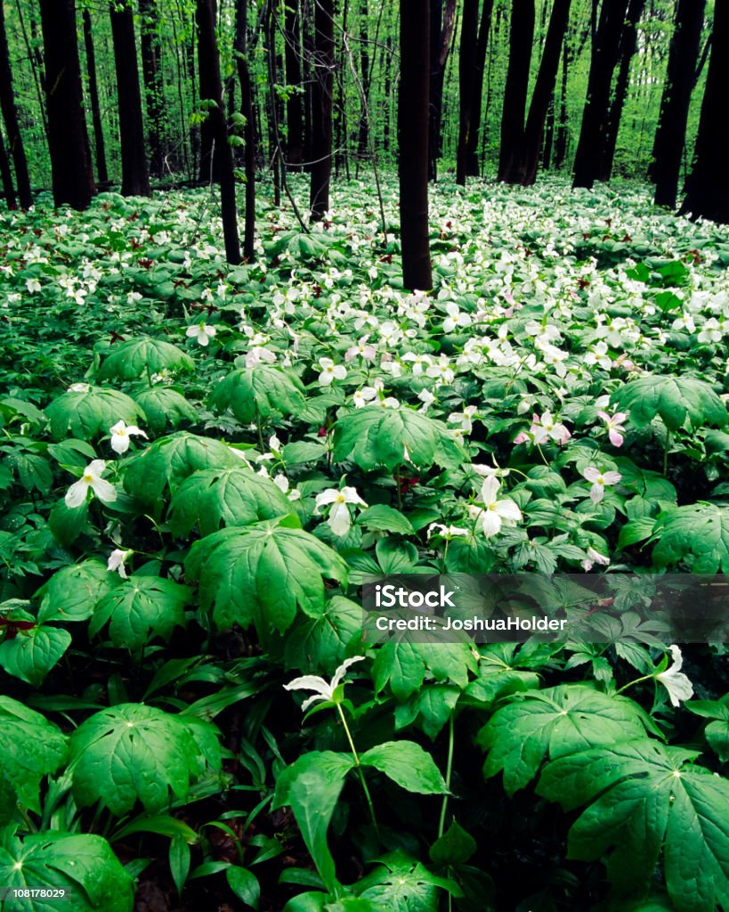 Trillium sur sol - Photo de Trillium libre de droits