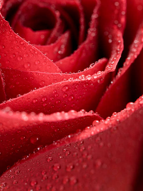 Closeup of a rose with raindrops isolated on black
