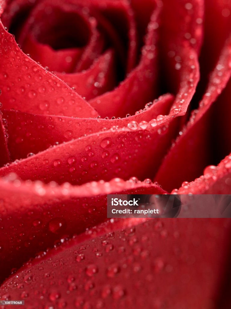 Grande plano de rosa vermelho - Royalty-free Flor Foto de stock