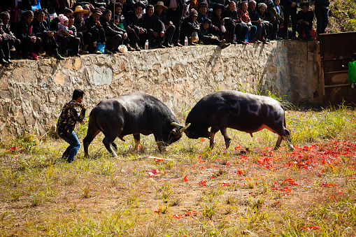 Buffalo fighting festival in Heko village, Guizhou Province China,  27th November 2018