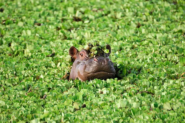 Photo of Wild African Hippo with Head Above Floating Water Lettuce
