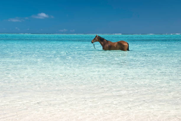 Back view of a woman riding a horse on the beach.