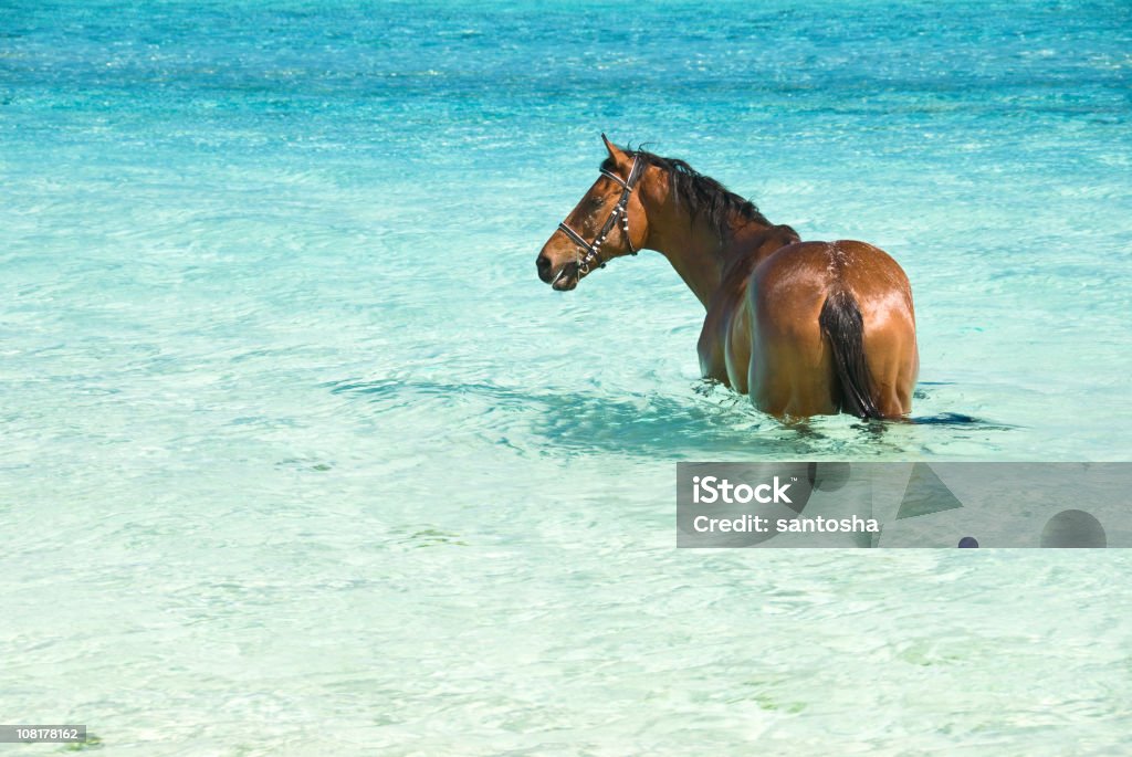 Cavalo Actualizar para Lagoa cristalino - Royalty-free Cavalo - Família do Cavalo Foto de stock