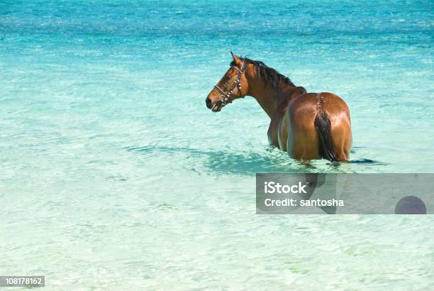 Cavalo Actualizar Para Lagoa Cristalino - Fotografias de stock e mais imagens de Cavalo - Família do Cavalo - Cavalo - Família do Cavalo, Praia, Verão