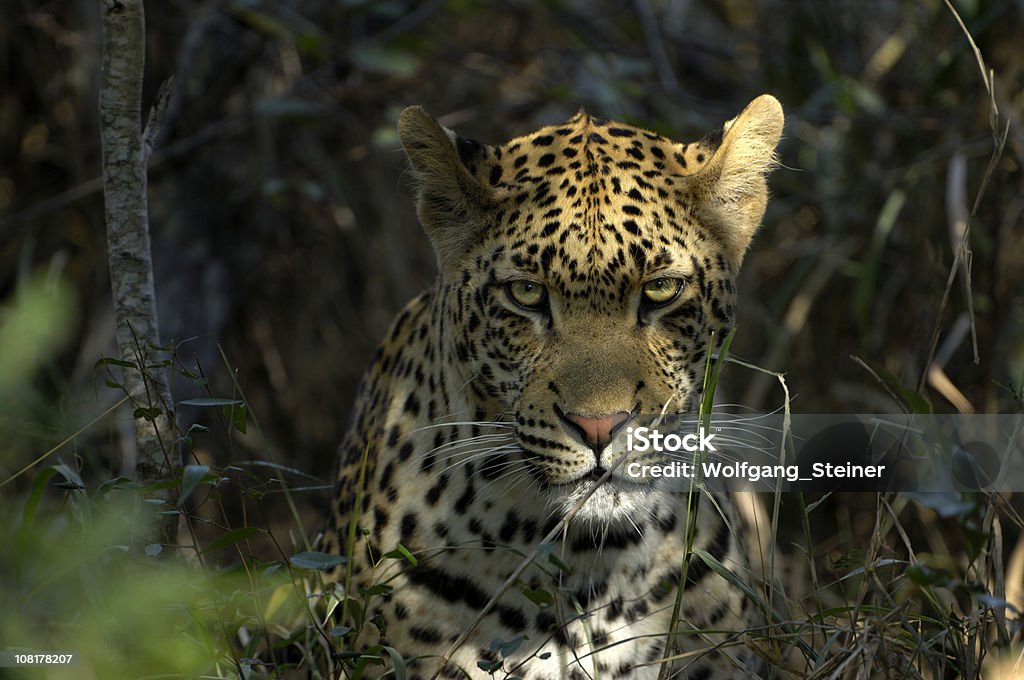 Die meisten powerfull predator-männliche leopard - Lizenzfrei Leopard Stock-Foto