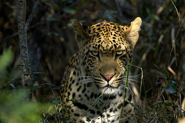 la plus powerfull predator-un homme léopard - steiner photos et images de collection