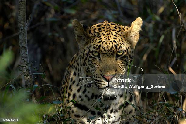 Najbardziej Imponujące Predatormężczyzna Leopard - zdjęcia stockowe i więcej obrazów Lampart - Lampart, Patrzeć do kamery, Zbliżenie