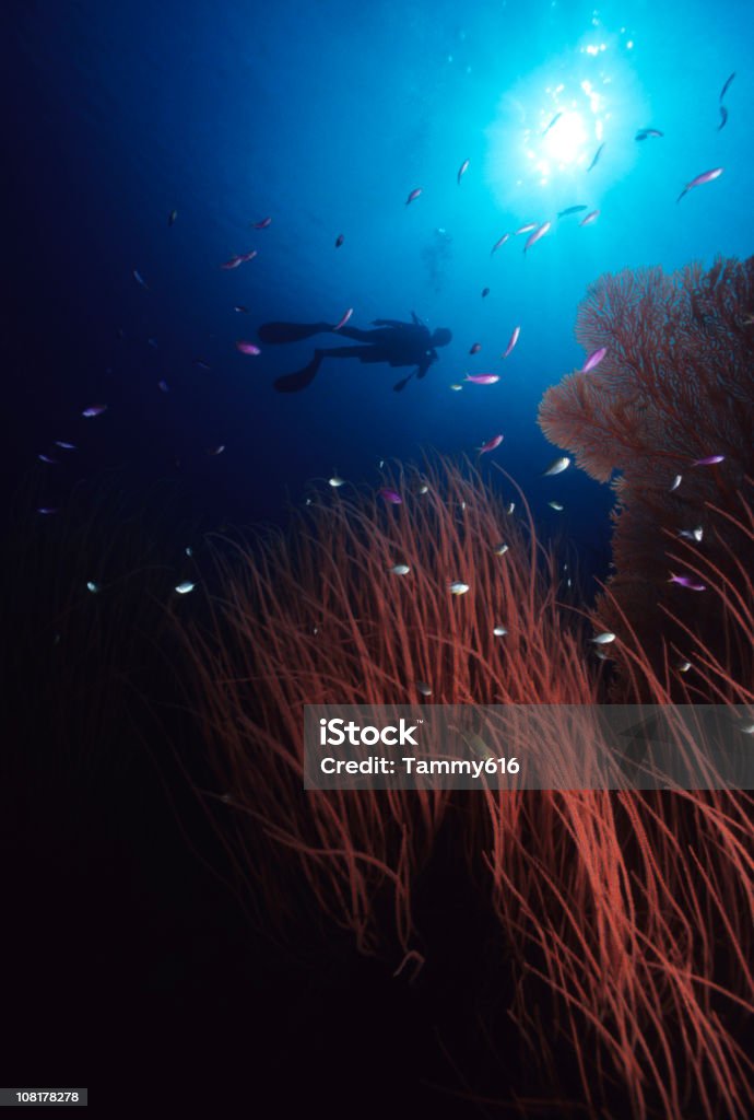 Diver Плавание на море, готовит - Стоковые ф�ото Дайвинг роялти-фри