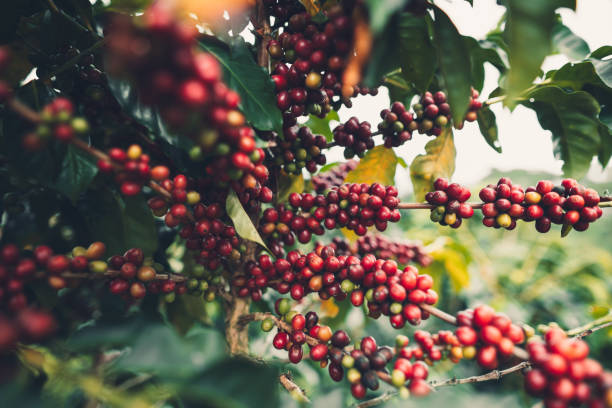 istock cherry coffee Good quality red coffee beans exuberant coffee tree 1081783258