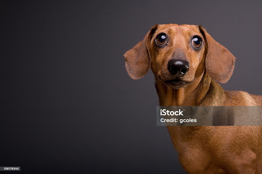 Retrato de linda perro Dachshund sobre fondo gris - Foto de stock de Perro tejonero libre de derechos