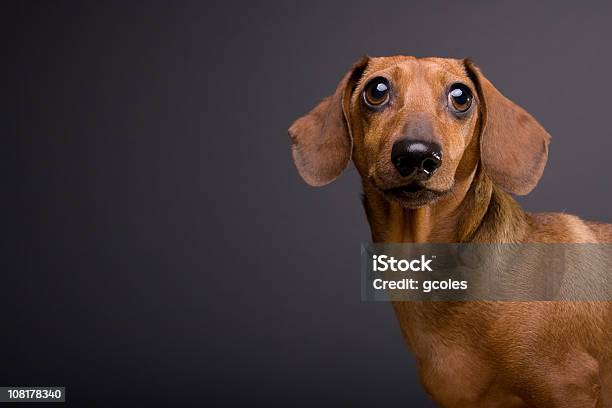 Retrato De Linda Perro Dachshund Sobre Fondo Gris Foto de stock y más banco de imágenes de Perro tejonero - Perro tejonero, Fondo gris, Animal doméstico