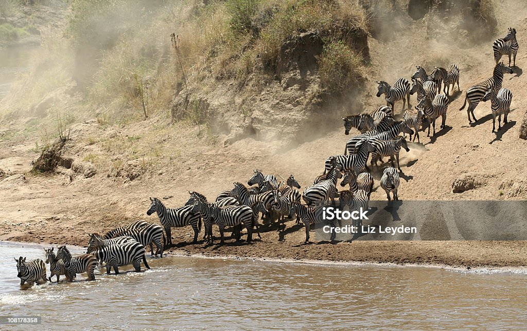 Cauteloso migração - Royalty-free Quénia Foto de stock