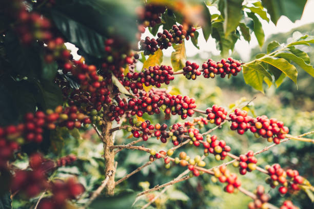 istock cherry coffee Good quality red coffee beans exuberant coffee tree 1081783750