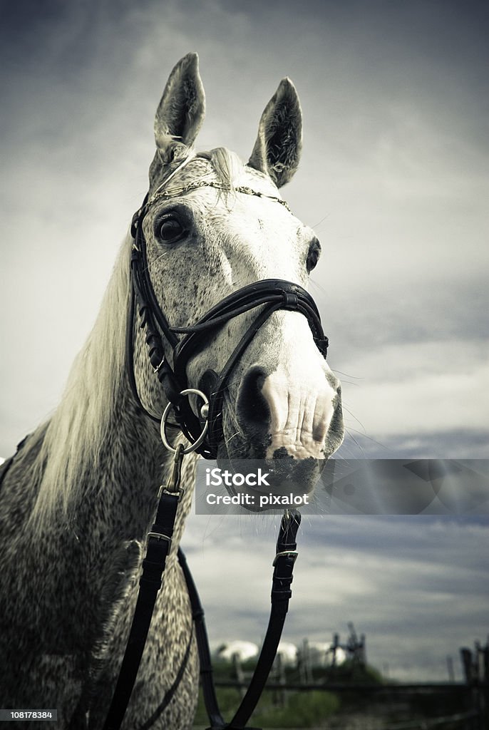 Retrato de cavalo no campo - Foto de stock de Cavalo Branco royalty-free