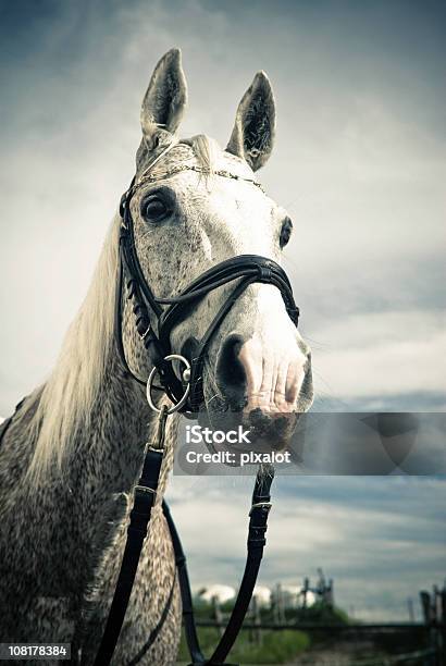 Foto de Retrato De Cavalo No Campo e mais fotos de stock de Cavalo Branco - Cavalo Branco, Animal, Animal doméstico