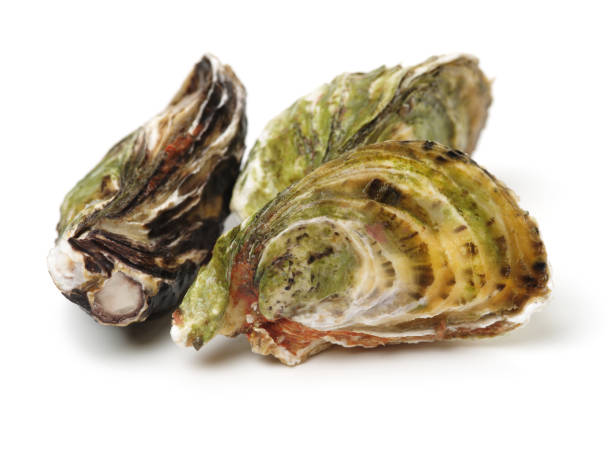 istock Fine de Claire Oysters Isolated on White 1081783938