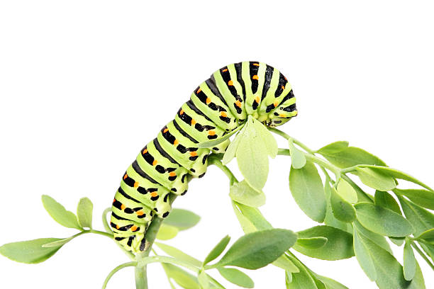 The caterpillar of the Papilio machaon Linnaeus butterfly.The caterpillar eats the plant.