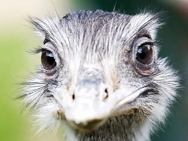 Photo of Greater Rhea (Nandu)