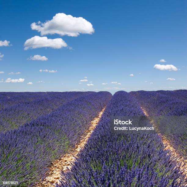 Lavendel Vor Blauem Himmel Stockfoto und mehr Bilder von Blau - Blau, Blume, Côte d'Azur