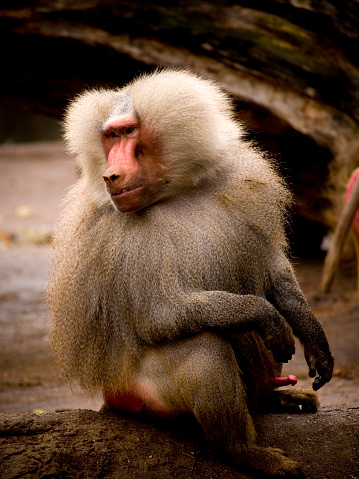 Monkey portrait