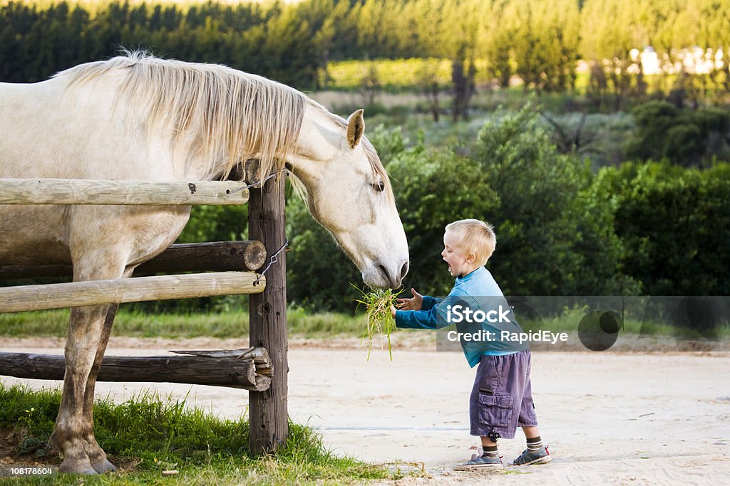 Nourrir un cheval - Photo de Cheval libre de droits