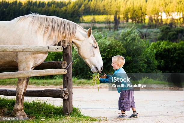 Nutrire Un Cavallo - Fotografie stock e altre immagini di Cavallo - Equino - Cavallo - Equino, Bambino, Nutrire