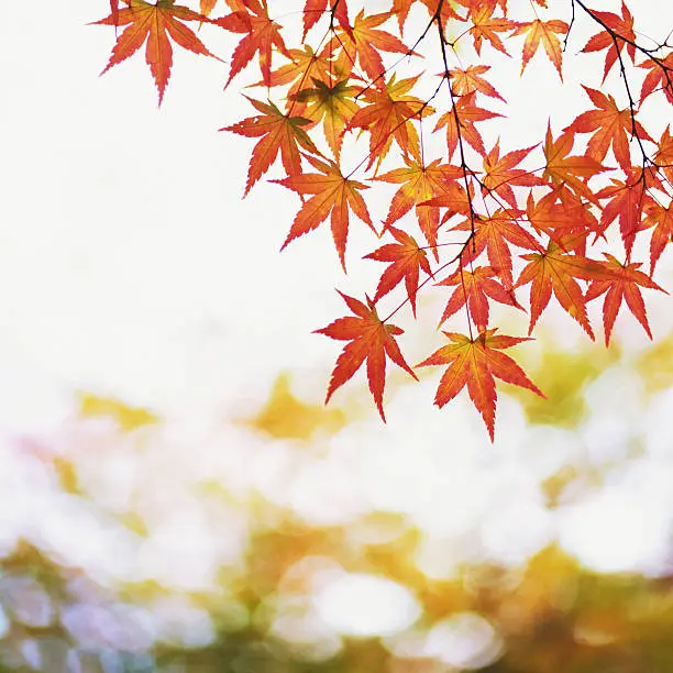 Photo of Red Maple Autumn leaves