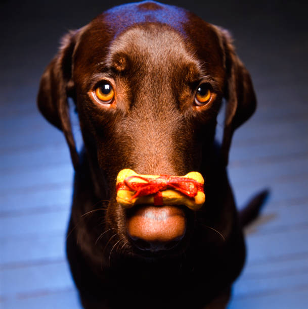 Chocolate Labrador Retriever with a Christmas biscuit on his nose. He passed away in November 2009. He was my best friend ever!