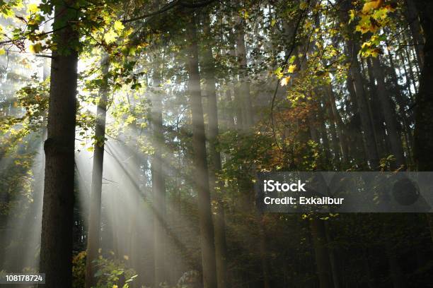 Sonnenstrahlen Stockfoto und mehr Bilder von Nebel - Nebel, Baum, Blatt - Pflanzenbestandteile