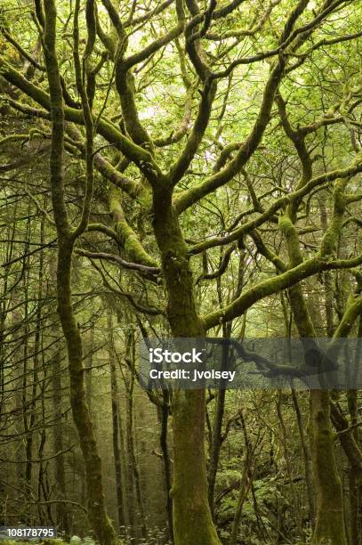 Mossy Welsh Foresta - Fotografie stock e altre immagini di Brecon Beacons - Brecon Beacons, Foresta, Albero