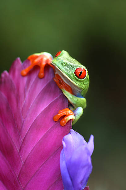Red Eyed Tree Frog Looking Over a Flower