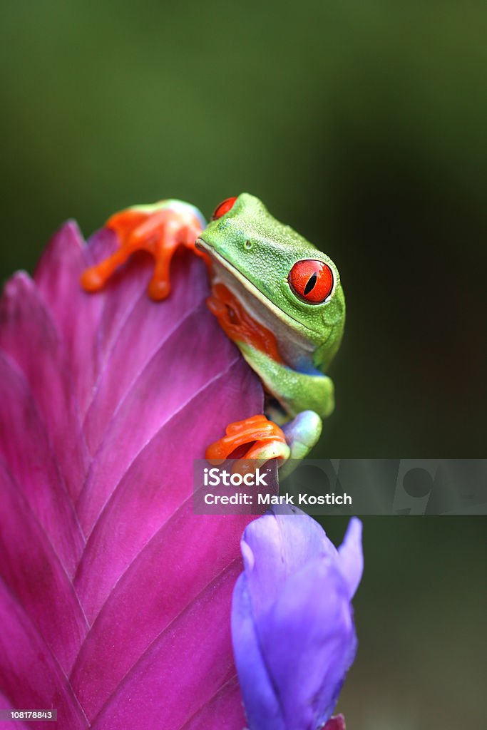 Vermelho de-olhos-laranjas olhar sobre uma flor - Royalty-free Animal Foto de stock