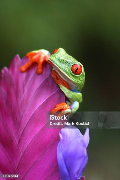 Vermelho Deolhoslaranjas Olhar Sobre Uma Flor - Fotografias de stock e mais imagens de Animal - Animal, Temas de Animais, Colorido