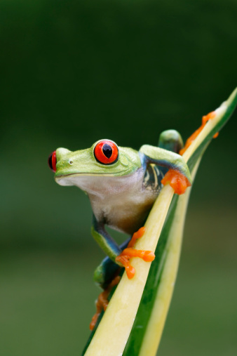 Red-eyed Tree Frog - Agalychnis callidryas

[url=http://www.istockphoto.com/file_search.php?action=file&lightboxID=6833833] [img]http://www.kostich.com/frogs.jpg[/img][/url]

[url=http://www.istockphoto.com/file_search.php?action=file&lightboxID=10814481] [img]http://www.kostich.com/rainforest_banner.jpg[/img][/url]