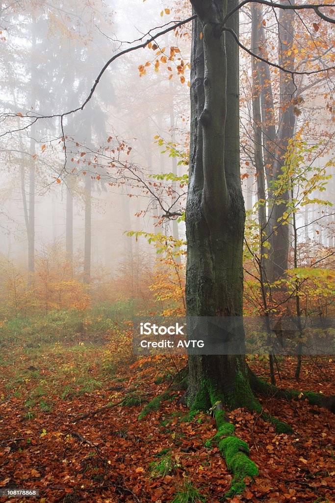 Misty にある秋の森 - かすみのロイヤリティフリーストックフォト