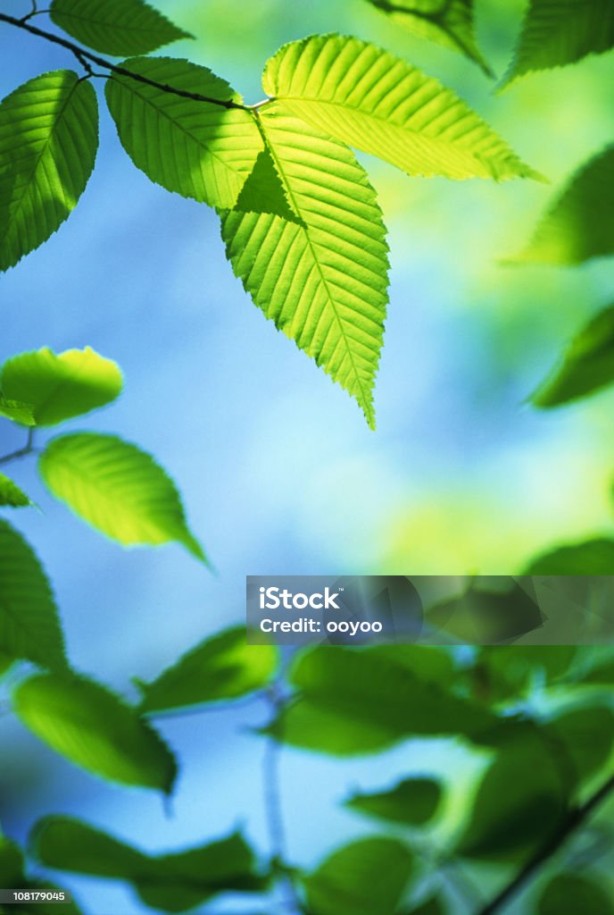 Astratto foglie - Foto stock royalty-free di Albero