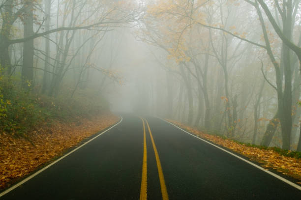 Fog and a tree-lined road stock photo