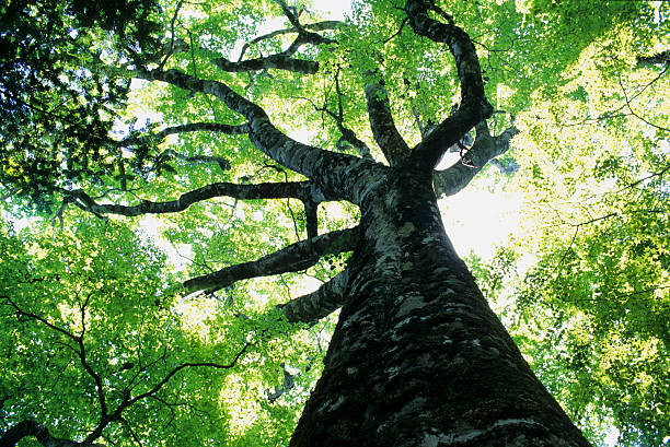big beech  beech tree photos stock pictures, royalty-free photos & images