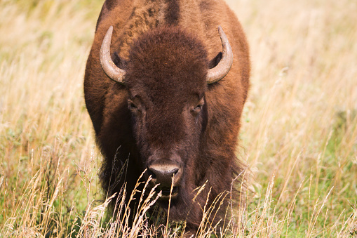 American Bison aka buffalo male bull laying in grassy meadow of Wyoming, USA