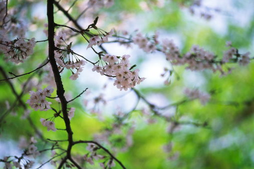 Cherry blossoms against  green leaves in spring